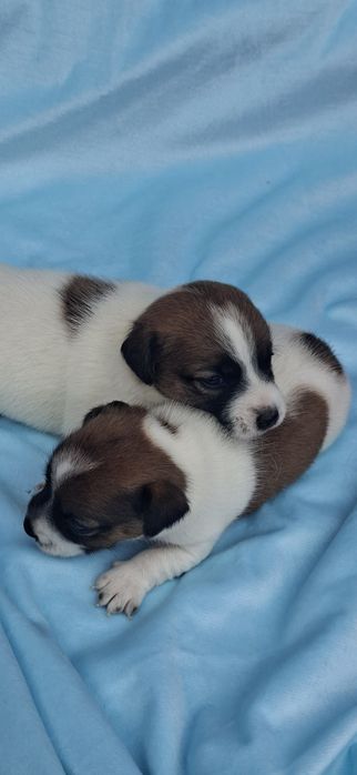Jack Russell terrier z metryką