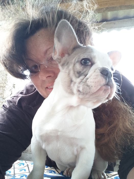 Цуценята французького бульдога