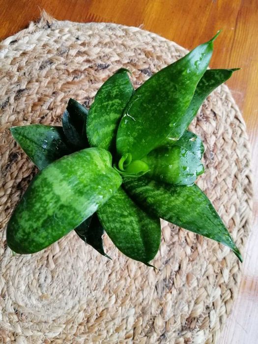 Сансевіерія Ханні (sansevieria hahnii)
