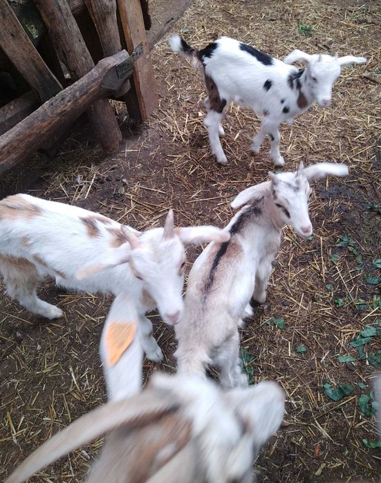 Kozki białe w łaty młode