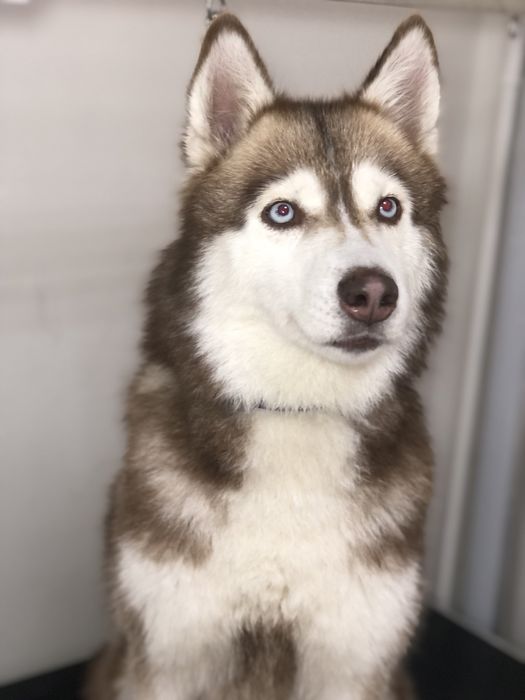 Грумінг,грумер тернопіль