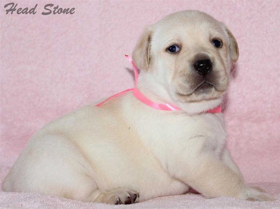 КСУ-FCI Лабрадор ретривер