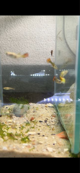 Guppys de varias especies