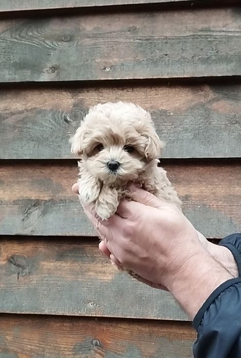 Мальтипу микро и мини