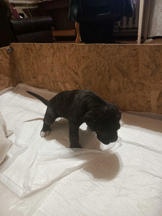 Щенки кане-корсо