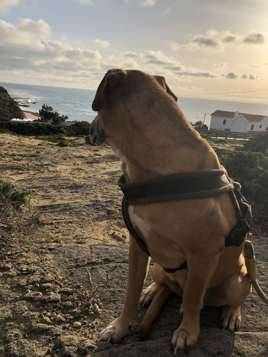 Pet Sitter | Cuidado responsável