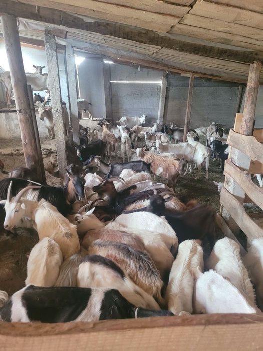 Продам стадо дойных коз