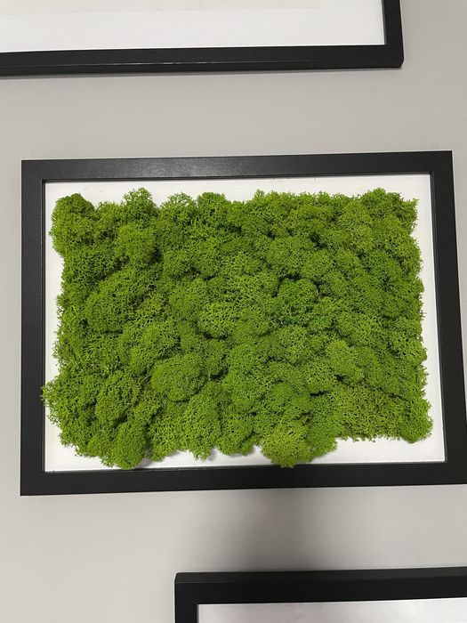 Obraz mech chrobotek, prezent