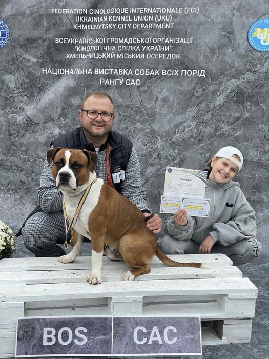Молодий кобель Амстафф шукає наречену !