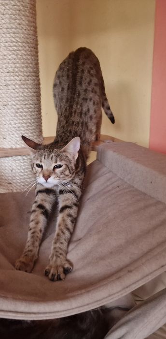 Kocur Savannah F6 SBT