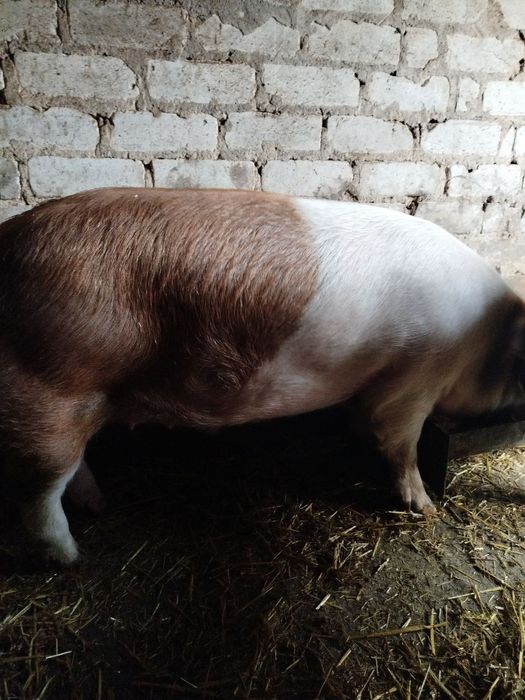 Продам кабанчика на м'ясо