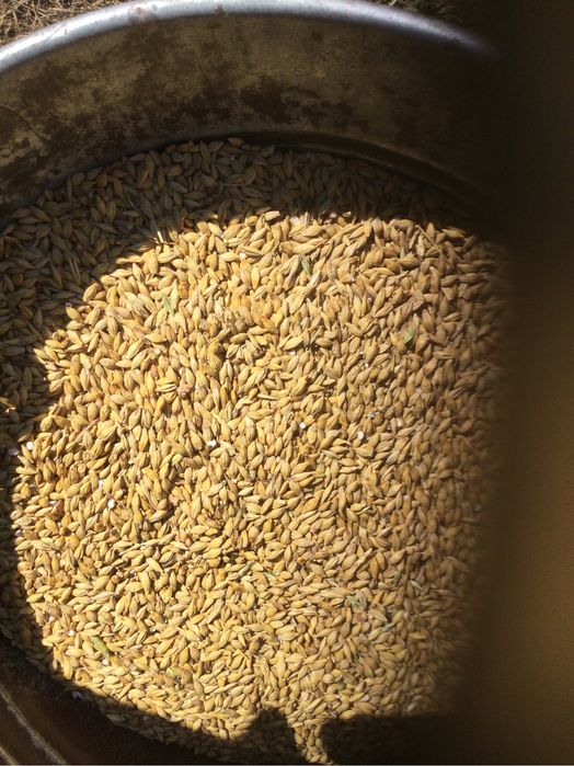 Pszenica-dla kur drobiu) ,  Jęczmień,Owies ,mieszanka jara , pszenżyto