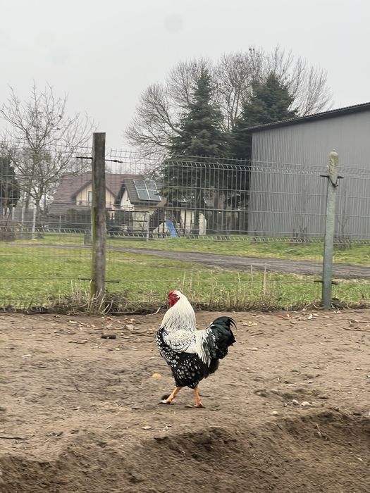 Sprzedam koguta wyandotte