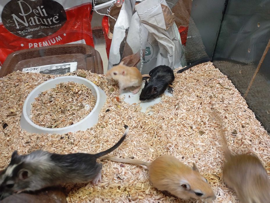 Młode Myszoskoczki w pawik.pl sklep zoologiczny