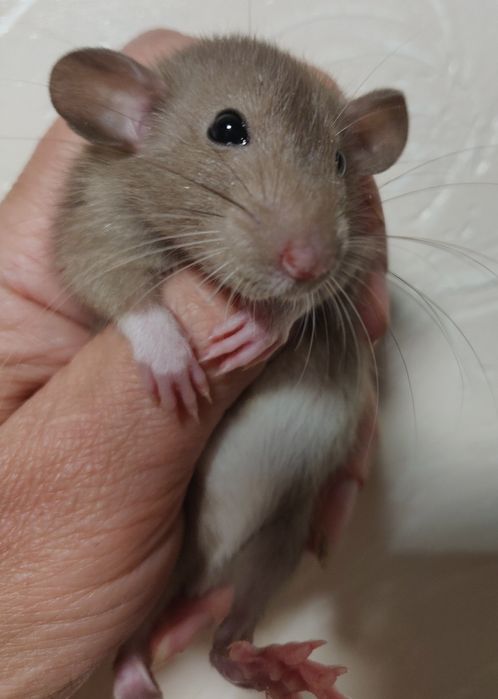 Декоративные Крысята Дамбо и стандарт