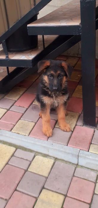 Внучка породистого кобеля.