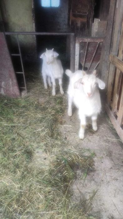 Продам козеня 2.5 місяця