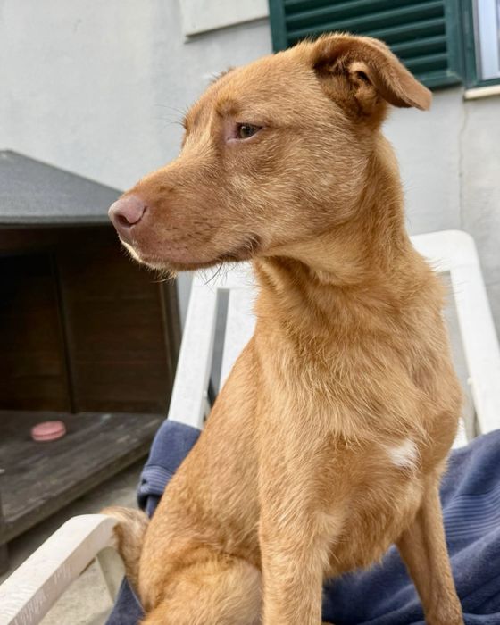 Cão com cerca de 1 ano para adoção responsável