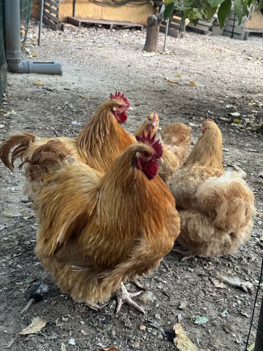 OVOS sedosa, fénix, orpington, araucana, leghorn e brahma