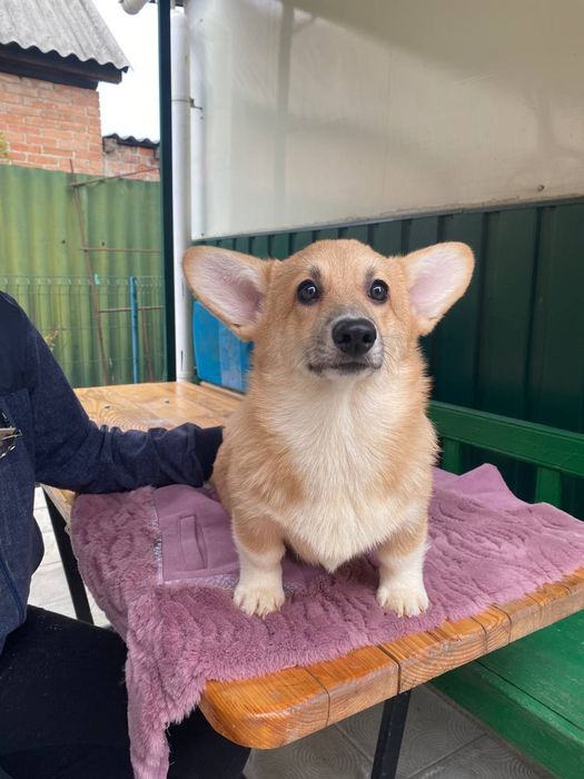 Вельш коргі пемброк КСУ