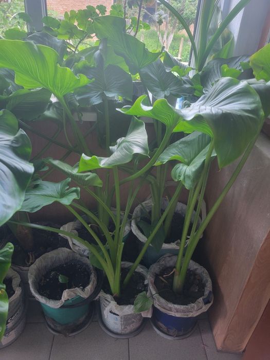 Цибулини білої калли