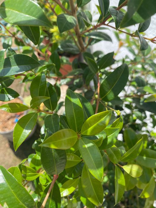 Eugenia - planta ornamental