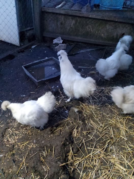 Пухови куры яйца на инкубацию.