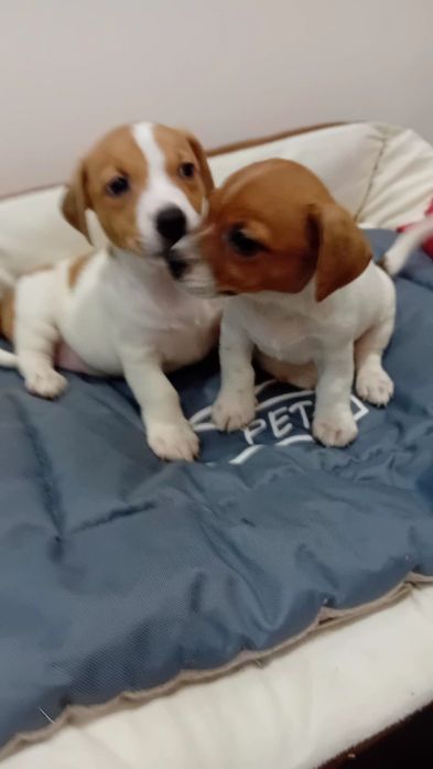 Jack Russell terrier suczka