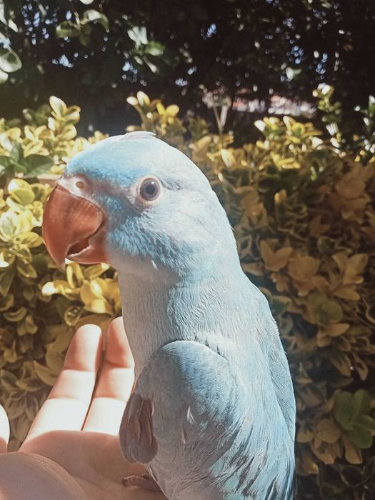 Ring neck domesticados