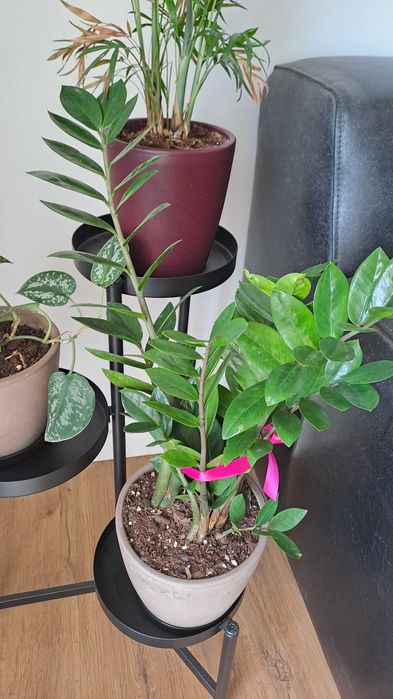 Plantas Naturais de Interior com Vaso
