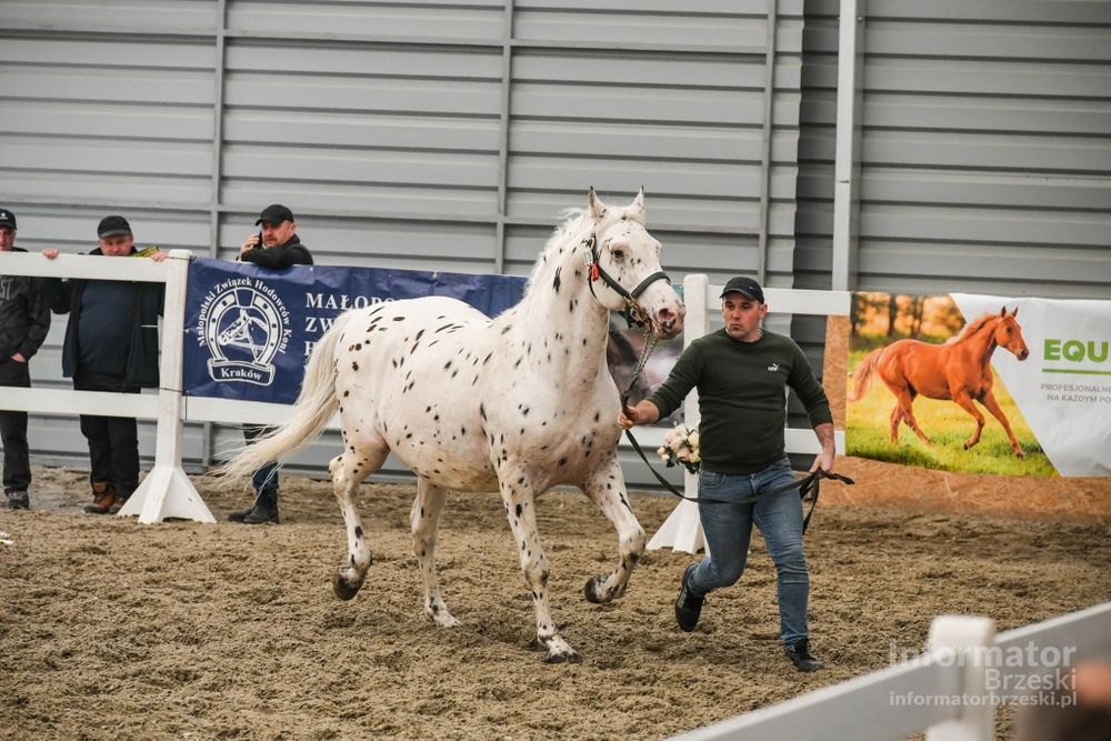 Ogier małopolski dragon