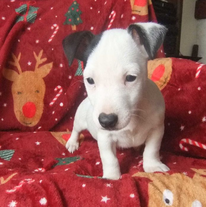 Jack Russel Terrier cachorro de grande qualidade