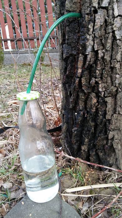 Sok z brzozy 5 litrow swiezo zbierany szybka wysylka