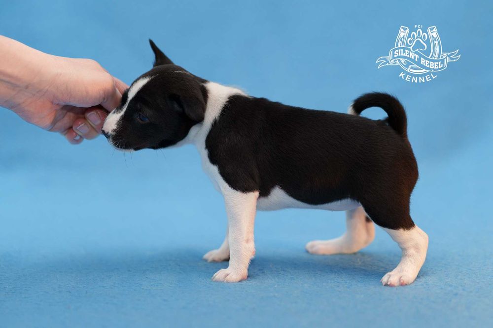 Szczenię suczka basenji FCI