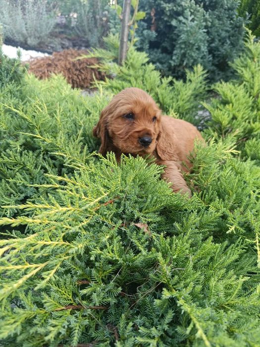 Cocker Spaniel - Gotowy Do Odbioru (Metryka,Szczepienia,Odrobaczone)