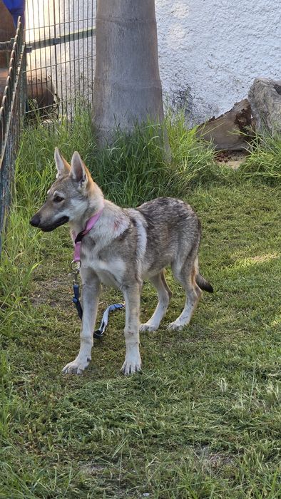 Cão lobo Checoslováco com LOP