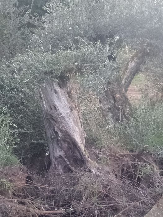 Vendo    Oliveiras