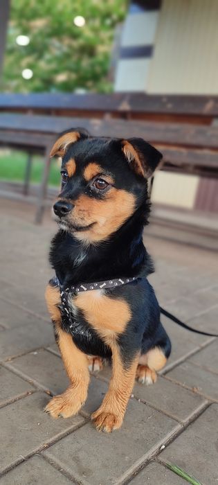 Безкоштовно собачка Булочка