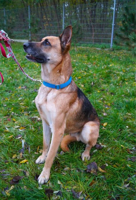 Ragnar - prawdziwy Scooby Doo szuka swojej ekipy!