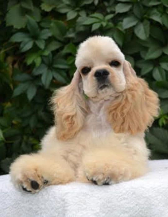 Super Cocker Spaniel