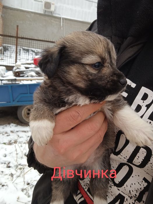 Віддамо безкоштовно у дбайливі ручки.