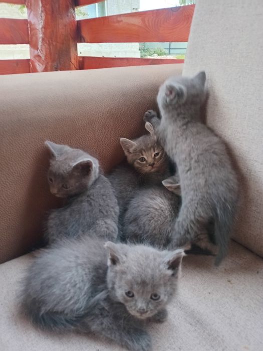 Кошенята в добрi  руки