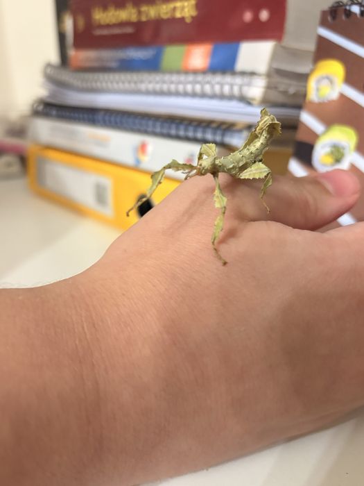 Straszyki australijskie nie wysylam