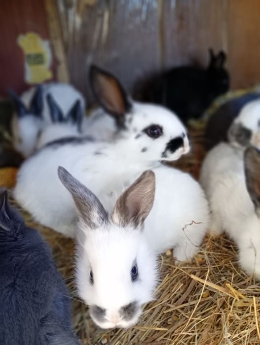 Продаж кролів для розведення та на мясо