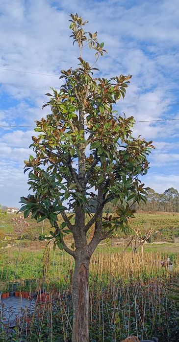 Magnolia para jardim