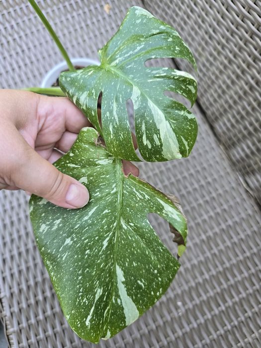 Monstera thai constellation