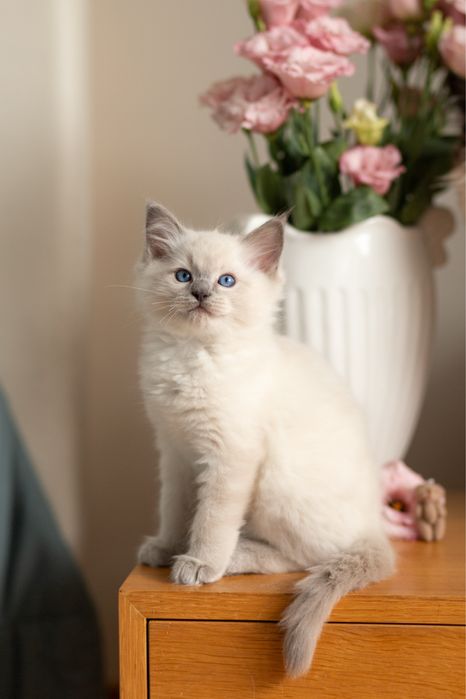 GREY - kocurek Ragdoll