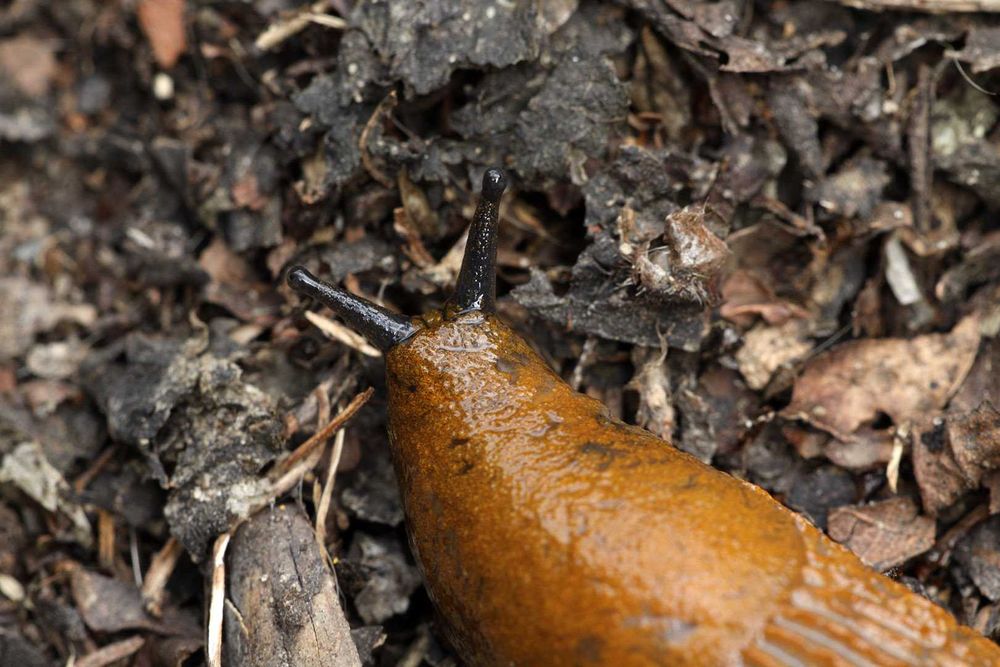 Canon/ Sigma 180mm f/3.5 EX APO Macro HSM IF – якісний макрооб’єктив