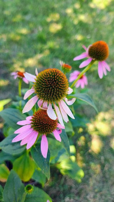 Jeżówka purpurowa Echinacea purpurea – sadzonki