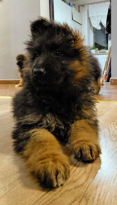 Suczka Szczenię Owczarek Niemiecki Długowłosy